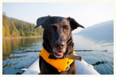 Dog in kayak