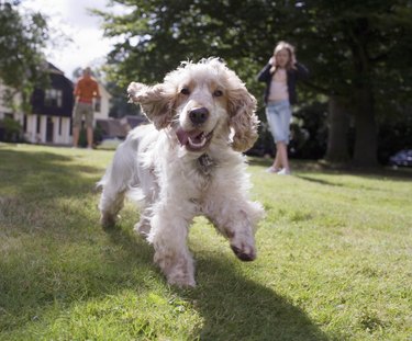 Dog running towards camera in grass, two people behind him looking after him
