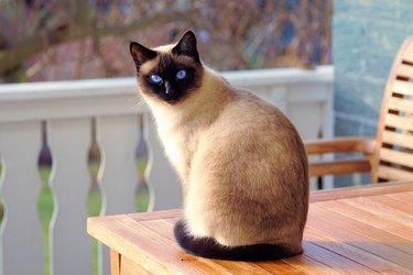 Siamese cat looking at the camera and sitting on a wood table on a porch.