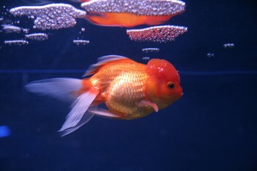 Red cap hot sale fish care