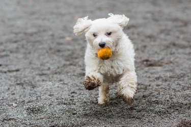 dog running with muddy paws