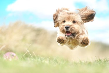 are those packaging freshness packets really toxic to dogs