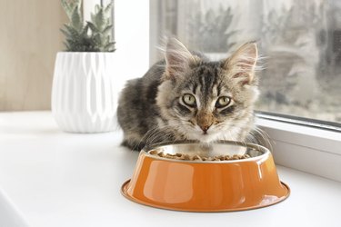 Cat sits on the Windowsill and eats Dry Food. Tabby Kitten eating from orange Bowl. Close up. Little cat eating at home.
