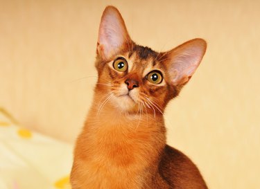 Closeup of a Somali kitten with gold eyes and cinnamon fur.