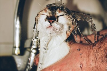 A cat under a stream of water