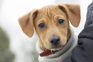 cute puppy with wrinkly forehead in man's arms