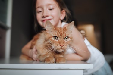 Angry tired cat in house with children. Children and pets. Ginger cat and child.