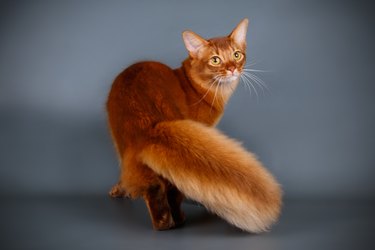 Somali cat with a bushy tail turning to face the camera from behind.