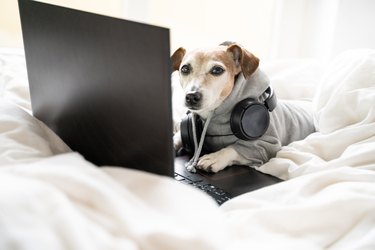 dog on computer with headphones around neck