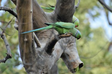 Close-up of green parakeet perching on tree trunk