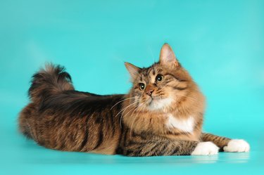 American Bobtail Cat Breed Characteristics | Cuteness