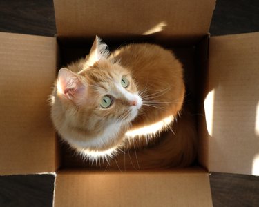 Ginger cat with green eyes in a cardboard box with sunlight reflecting.