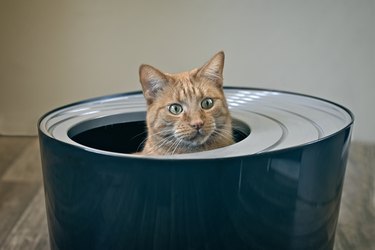 Close-up of funny red cat sitting in a top entry litter box and looking away.