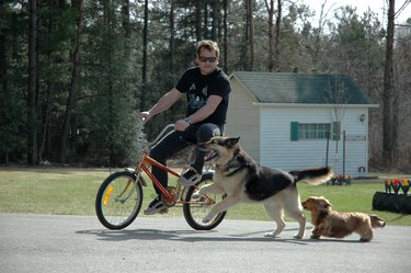 two dogs running after a man no a bicycle