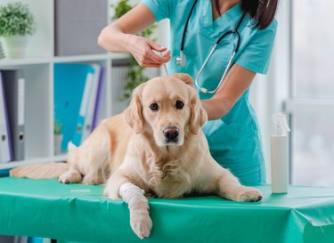 Golden retriever dog in veterinary clinic