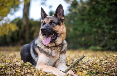 German Shepherd Sticking Out Tongue While Resting On Field During Autumn