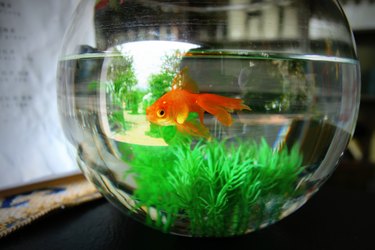 Close-Up Of Goldfish Swimming In Fishbowl At Home