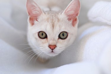 Close-up of a burmilla kitten's face with green eyes standing on a white blanket.
