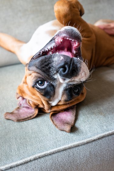 Boxer puppy relaxing on the sofa