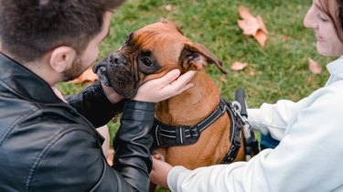 Couple stroking their dog while enjoying a day outdoors together in the park.