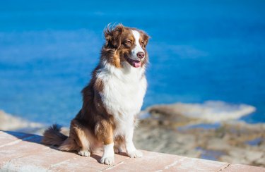 Australian Shepherd, brown color walks near the sea