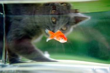 Can cats shop eat goldfish