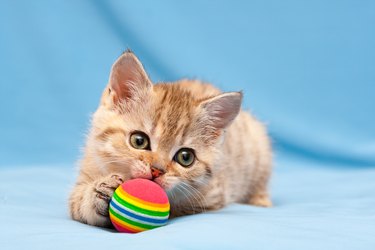 Ginger kitten playing and chewing on a rainbow ball.