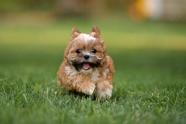 cute fluffy Puppy Running in Grass with mouth open