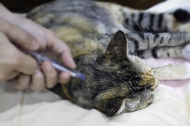 Woman applying tick and flea treatment to pet cat