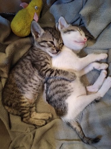 Two kittens sleeping together and hugging