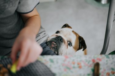 Top down image of dog begging for food at the kitchen table