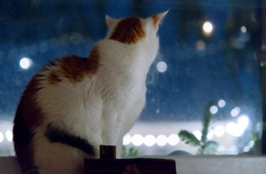 Calico cat looking out a window at street lights.
