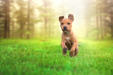 Young and happy american stafford terrier running.