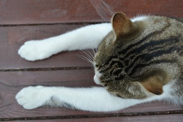 Cat, head and streched paws on bench in a view from above.