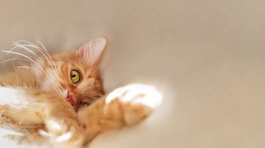 Cute ginger cat is sleeping on beige duvet in bed. Fluffy pet with curious funny expression on face. Horizontal banner with copy space.