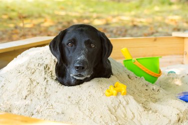 Digging box for clearance dogs