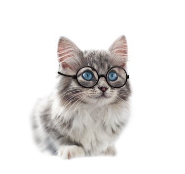 Sitting gray kitten in a round glasses isolated on white