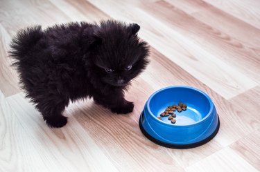 puppy stands by a bowl of dry food on the kitchen floor