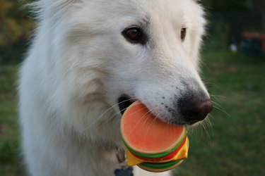 White Dog Holding Squeaky Hamburger Toy