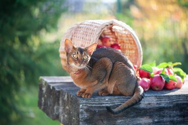 Ðarvest of apples in a basket and a very beautiful Abyssinian cat.  Autumn atmosphere