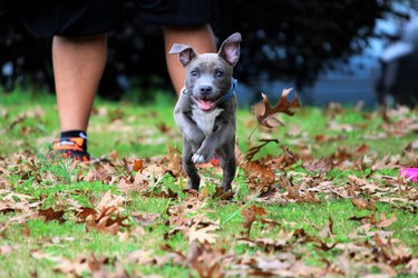 Portrait Of Dog Running On Field At Back Yard