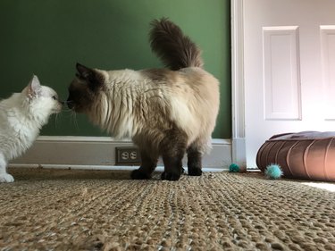 Two Ragdoll Cats Touching Noses