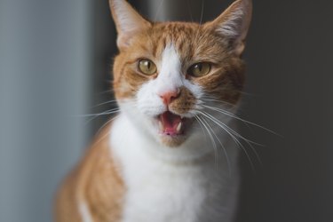 Orange and white cat meowing