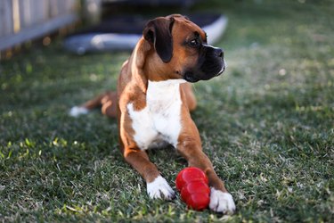 boxer dog treat dispensing dog toy