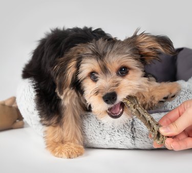 Puppy biting dental stick held by a hand.