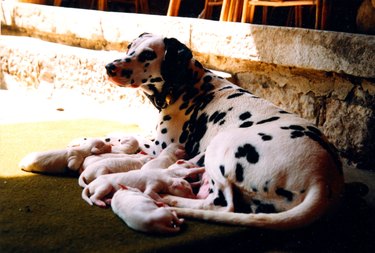 Dalmatian mother dog with all white puppies
