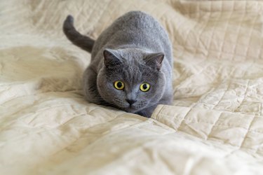 A gray cat with wide yellow eyes is crouching on a blanket. Its tail is swishing and it is preparing to pounce.