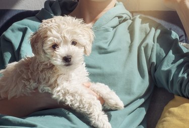 Adorable Maltipoo dog