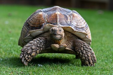 Sulcata Tortoise Walking on grass