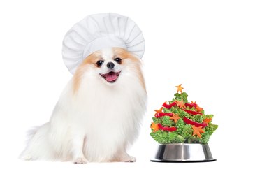 Pomeranian wearing chef hat sitting next to the bowl with cabbage